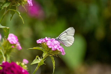 butterfly on flower