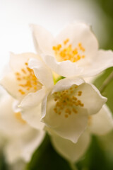 Obraz na płótnie Canvas white magnolia flower