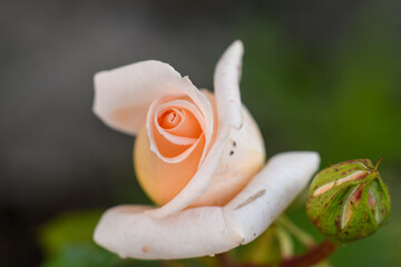 close up of an flower
