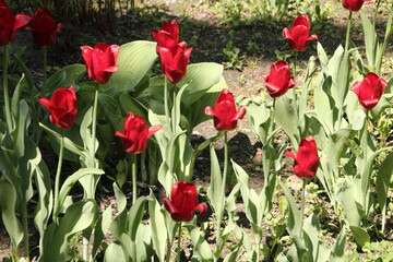 flowering