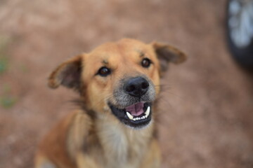 Thai dag playing in nature.