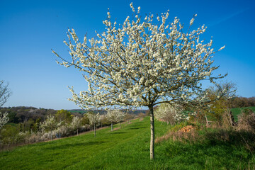 Naklejka premium Paysage campagne 819