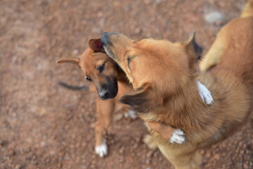 Thai dag playing in nature.