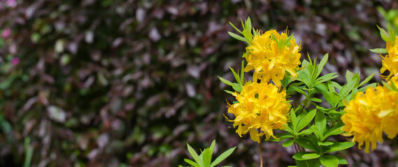 Azalea blooming yellow against a blurred burgundy leaf background.