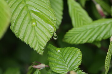 A drop of liquid flows down a green leaf