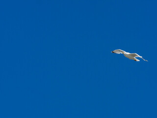 Seagull in the sky, desktop wallpaper.