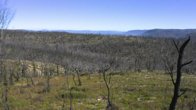 Drone aerial footage of forest regeneration after bushfires in The Blue Mountains in regional New South Wales in Australia