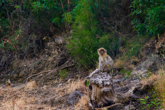 Sitting Barbary macaque (Macaca sylvanus), Morocco