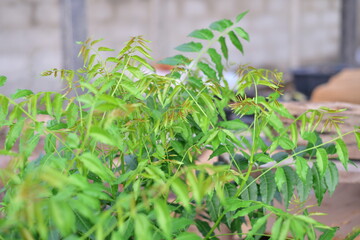 Close up green plants in nature.