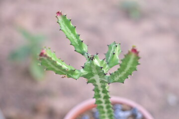 Close up green plants in nature.