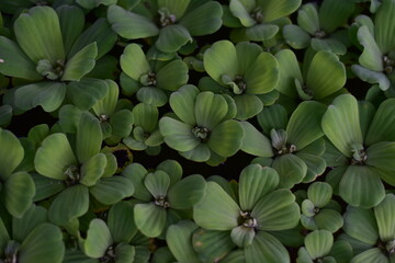 Close up green plants in nature.