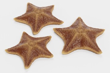 Realistic 3D Render of Bat Starfish