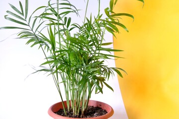 Houseplant chamaedorea elegans.The leaves of the chamaedorea bamboo palm on a yellow background.