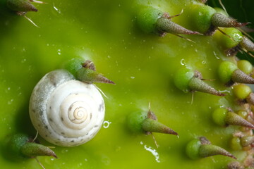 Snail among the cactus leaf thorns.Small snail finds refuge hidden in a succulent leaf. Liguria,...
