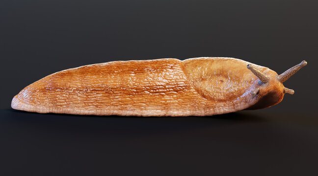 Realistic 3D Render of Dusky Arion - Slug