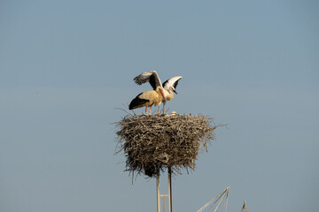 white stork and her baby stork in nest on an antenna