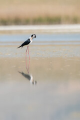 stork on the beach