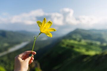 Yellow flower in hand on background of the large green hills and the river in the distance. Siberian nature. Altai