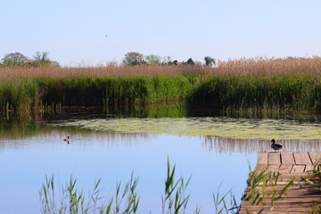 The beauty of the lake in spring