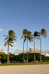 ハワイの椰子の木とビル