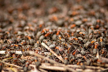 Big anthill and nest of formica rufa, also known as the red wood ant, southern wood ant, or horse ant, close up