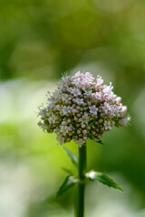close up of white flower