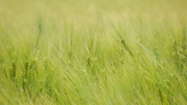 Brise sur champ de bl&eacute;