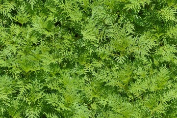 seamless green grass background