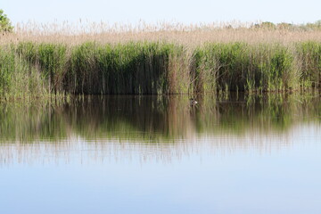 The beauty of the lake in spring