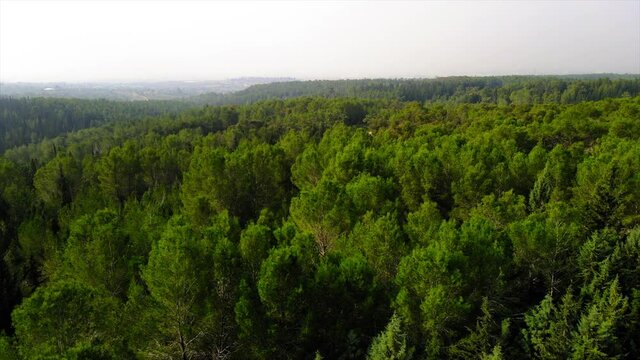 Aerial Shot Of Pathway Amidst Tree, Drone Flying Forward Over Ben Shemen Forest Against Clear Sky