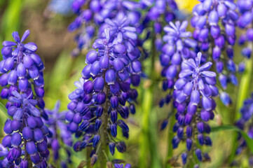 Blooming garden. Fresh blue wild hyacinths