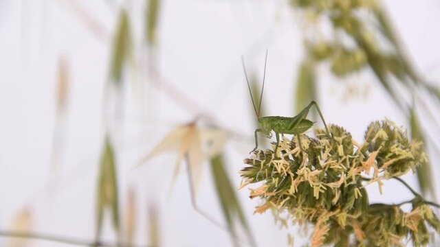 Meadow little grasshopper on a blossom wildflower
