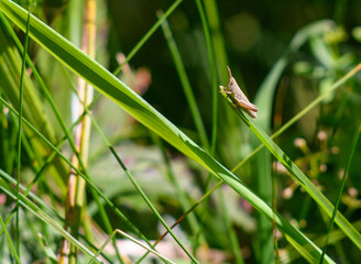 locust on the grass
