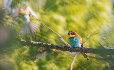 birds of paradise in the green jungle