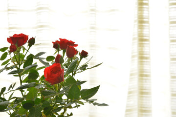 Red roses