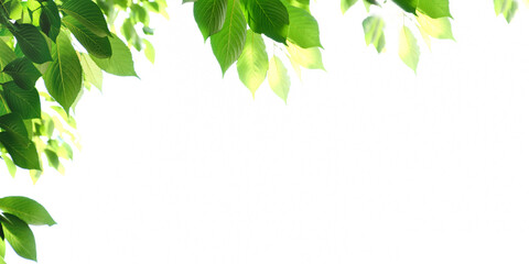 Fresh green leaves on a white background
