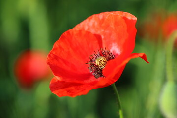 The red poppy in the field