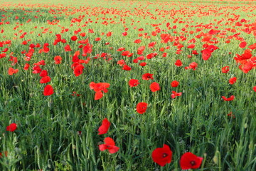 The red poppy in the field