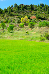 landscape, field, green, nature, grass, meadow, sky, tree, summer, forest, hill, panorama, spring, blue, agriculture, countryside, trees, country, rural, farm, cloud, rice, fields, clouds, Tuscany, 