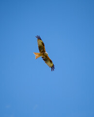 buzzard in flight