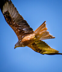 close up buzzard in flight