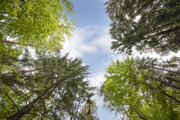 trees in the sky