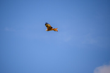 buzzard in flight