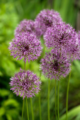 Purple spring flowers in garden