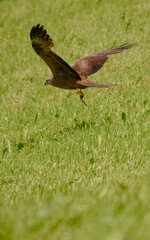 buzzard in flight