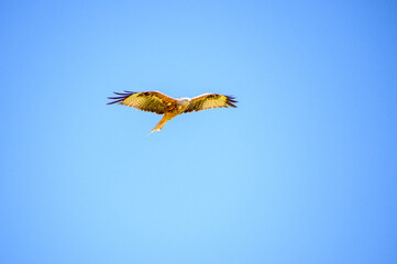 buzzard in flight
