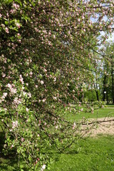 Fototapeta na wymiar Blooming apple tree with fresh pink and white flowers in the garden on a sunny spring day. Background or backdrop. Green foliage and grass around.