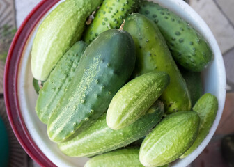 Harvest cucumbers in a bucket. View from above