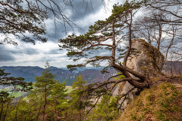 Pines growing by the rocks in a mountain landscape. National Nature Reserve Sulov Rocks, Slovakia, Europe..