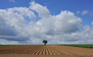 Baum im Kartoffelacker
